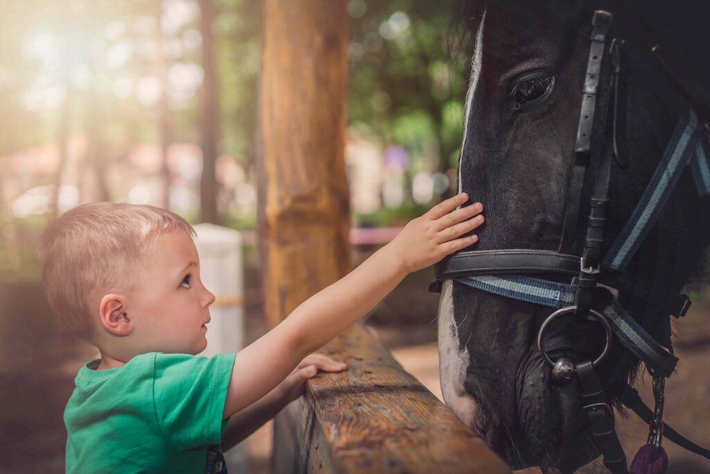 The Various Benefits Of EquineAssisted Therapy For Autism